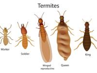 Termite Control Melbourne image 1